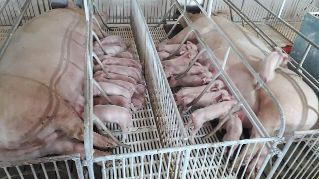 Lợn giống - Trang trại Hoàng Văn Khẩn