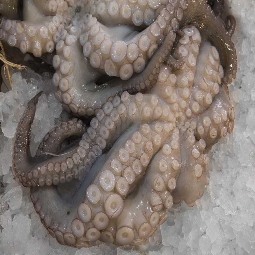 BẠCH TUỘC MADA XANH SIZE 1KG