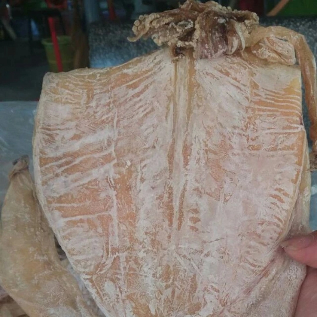 MỰC LÁ CÂU SIZE L1