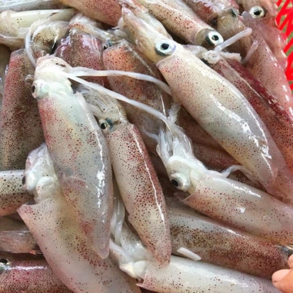 MỰC ỐNG 1-2 CON