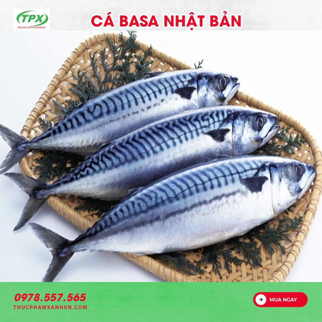 CÁ SABA NHẬT BẢN 500+