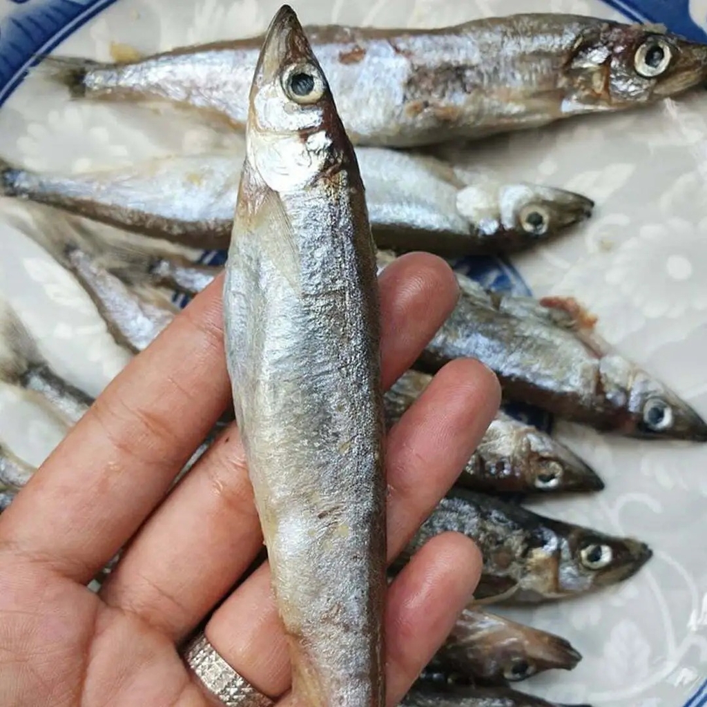 CÁ TRỨNG NAUY