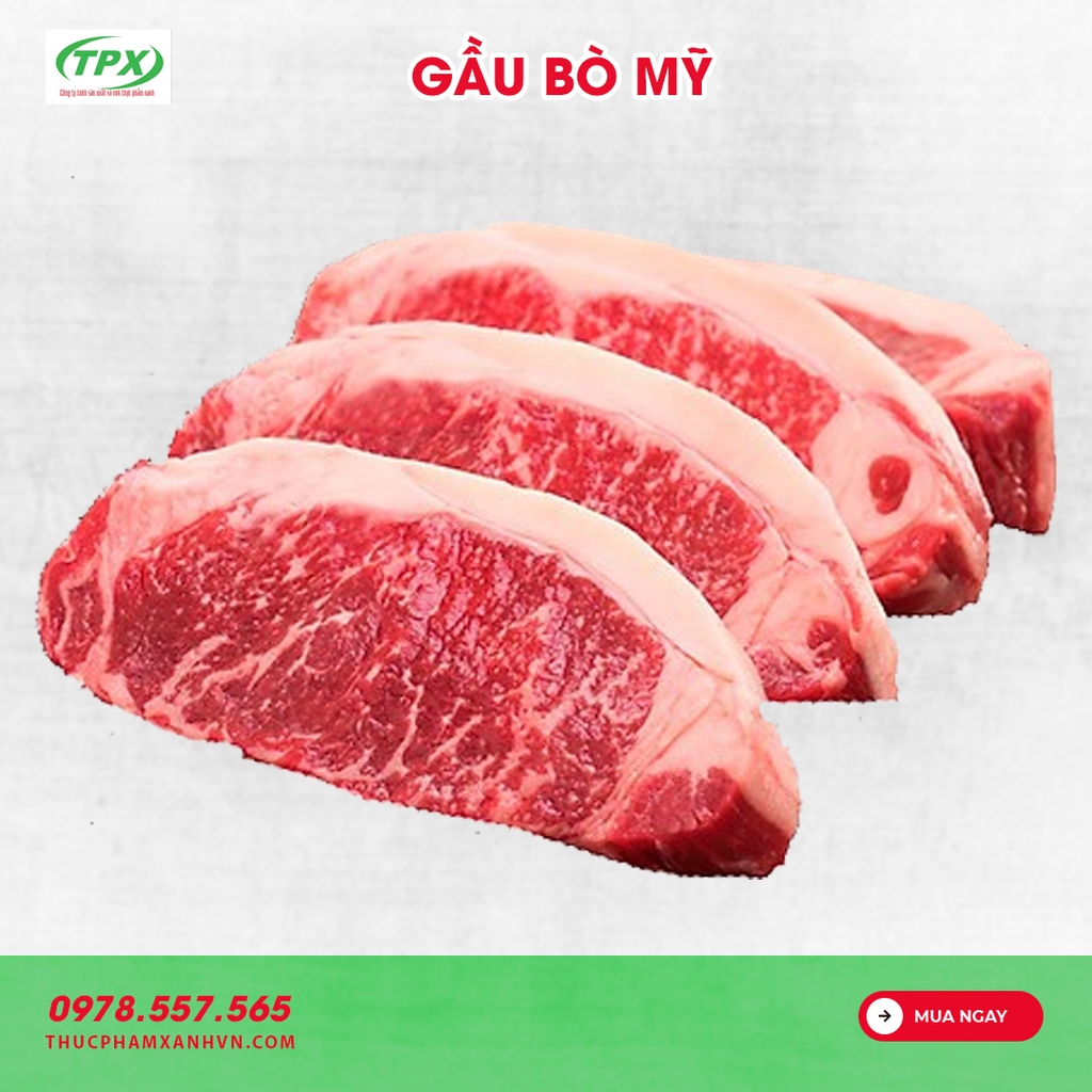 GẦU BÒ MỸ