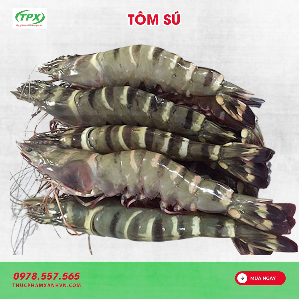 TÔM SÚ SIZE 8 CON