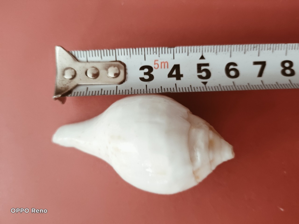 Ốc pháp loa (quay trái)
