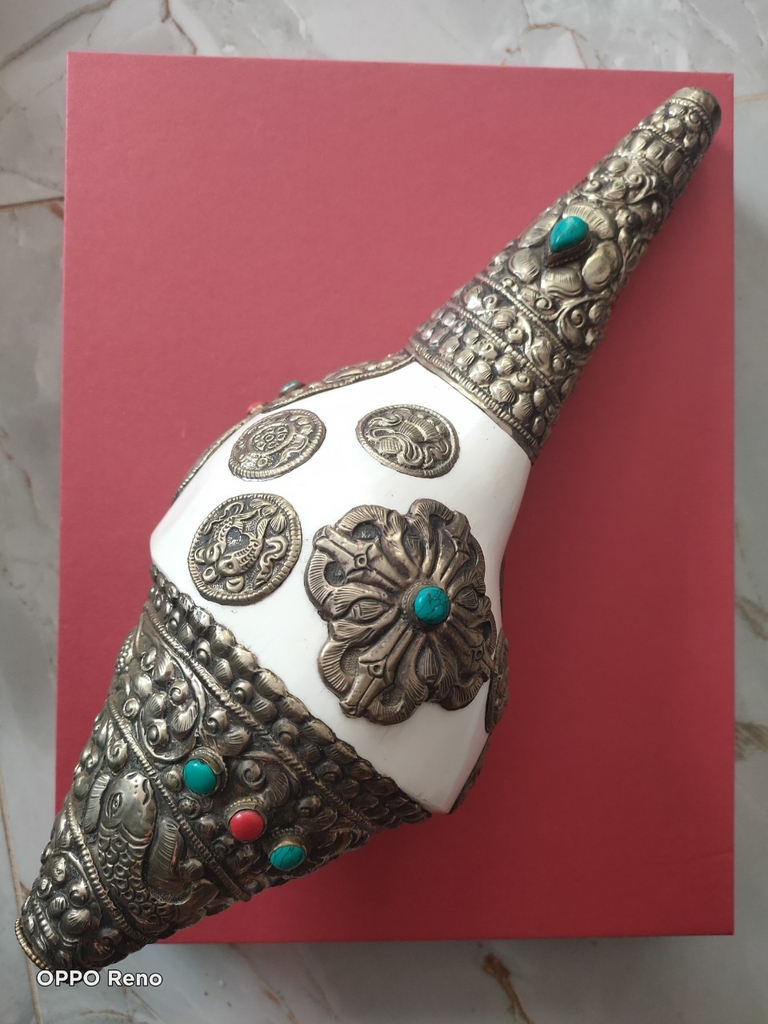 Ốc  Pháp Loa Lớn