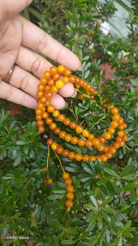 Chuỗi hổ phách màu trà