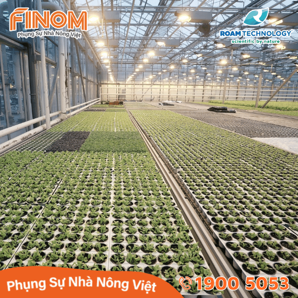 Dung dịch khử khuẩn Huwa-San - Can 5 kg