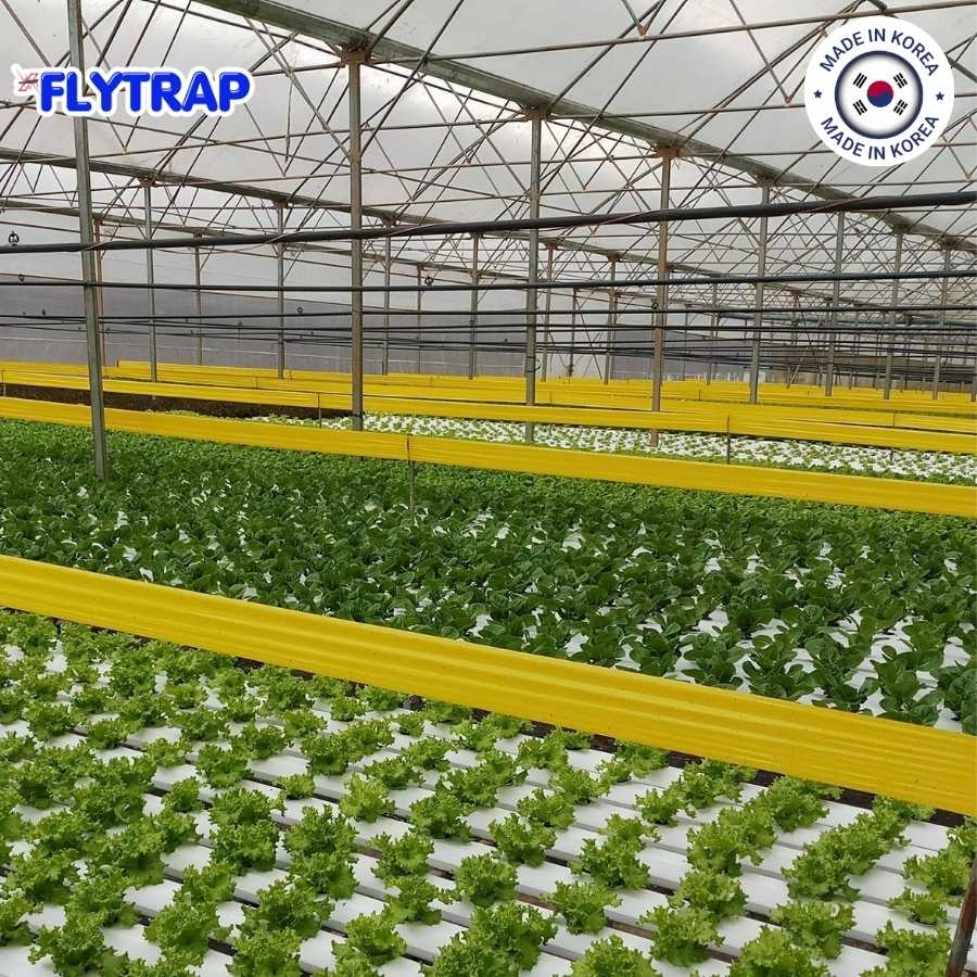 Bẫy dính côn trùng FLYTRAP (dạng cuộn)