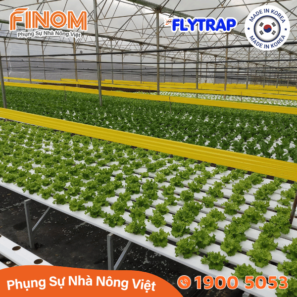 Bẫy dính côn trùng FLYTRAP (dạng cuộn)