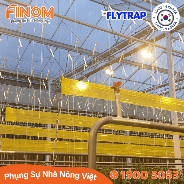 Bẫy dính côn trùng FLYTRAP (dạng cuộn)
