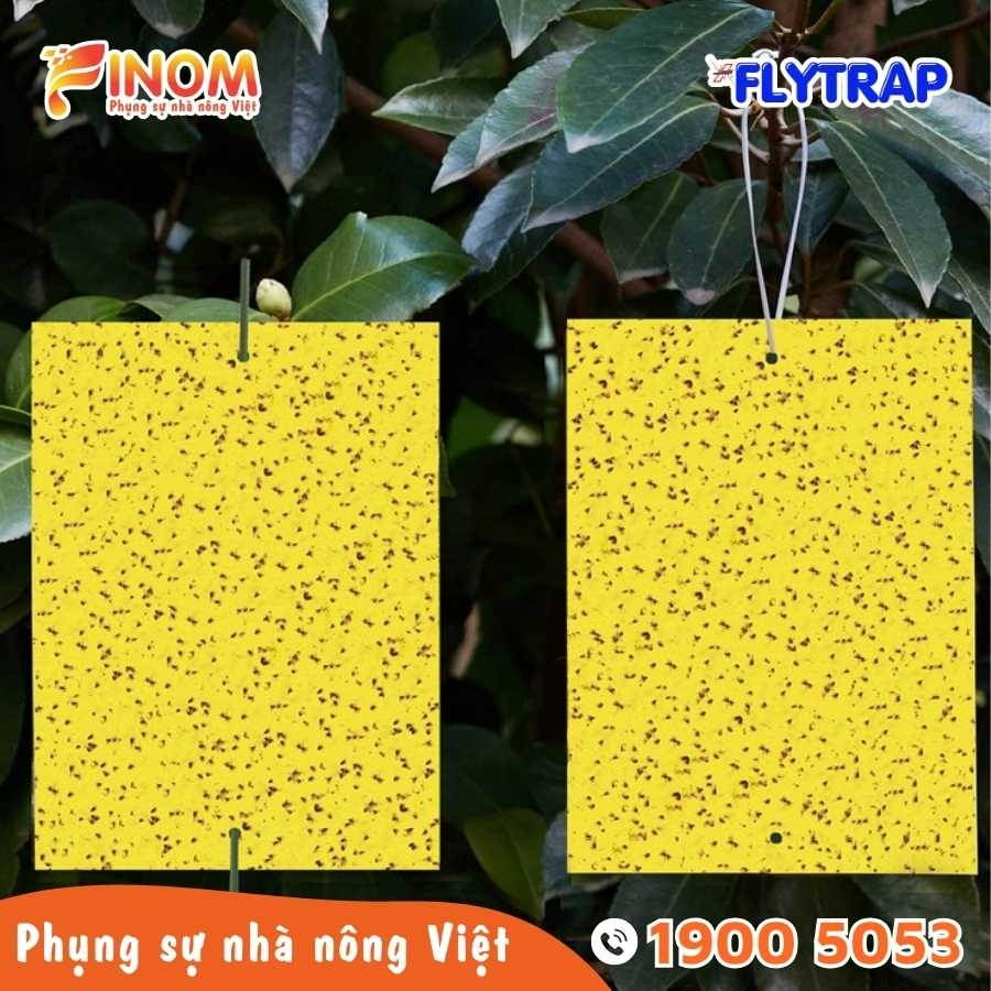 Bẫy dính côn trùng FLYTRAP (dạng tấm)