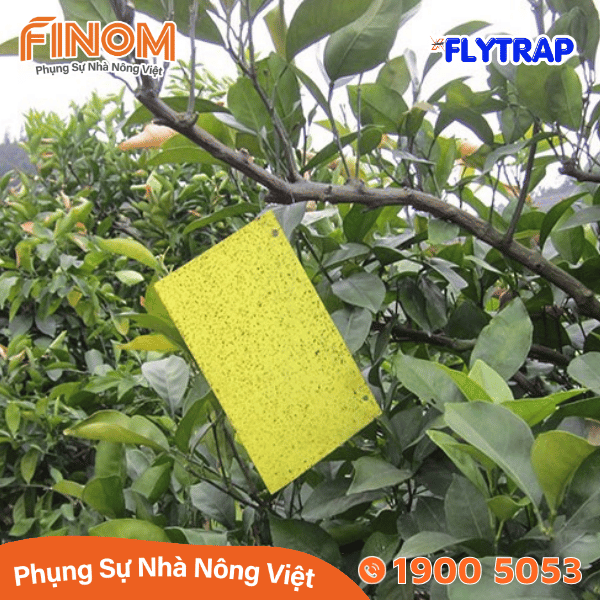 Bẫy dính côn trùng FLYTRAP (dạng tấm)