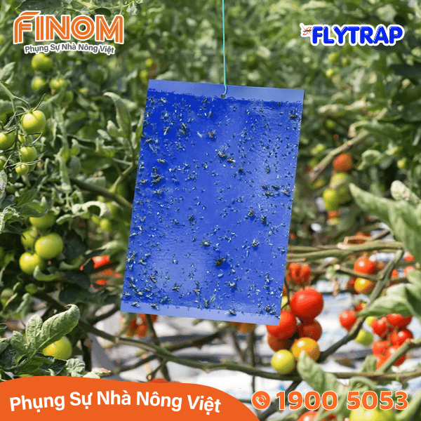 Bẫy dính côn trùng FLYTRAP (dạng tấm)