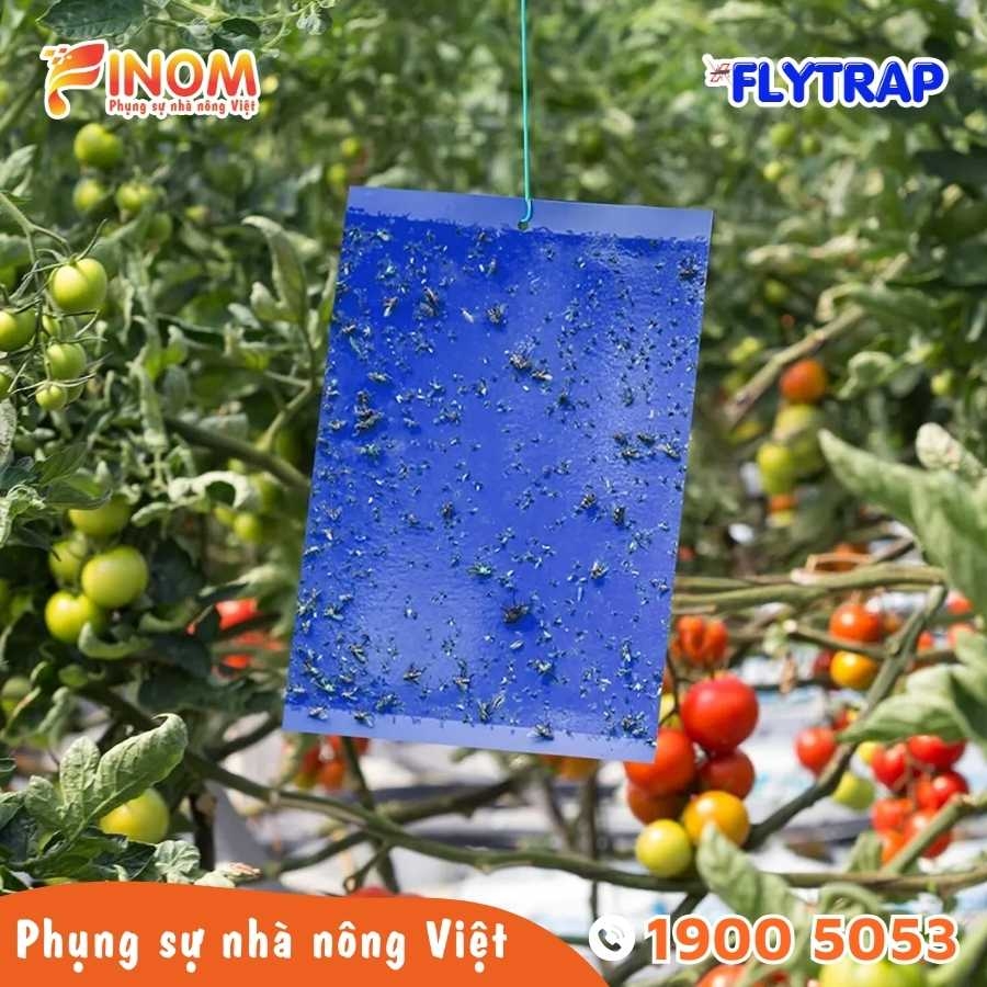Bẫy dính côn trùng FLYTRAP (dạng tấm)