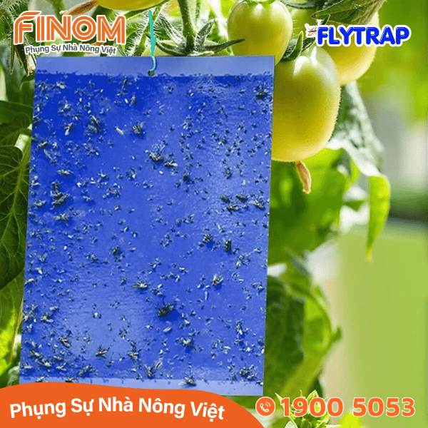 Bẫy dính côn trùng FLYTRAP (dạng tấm)