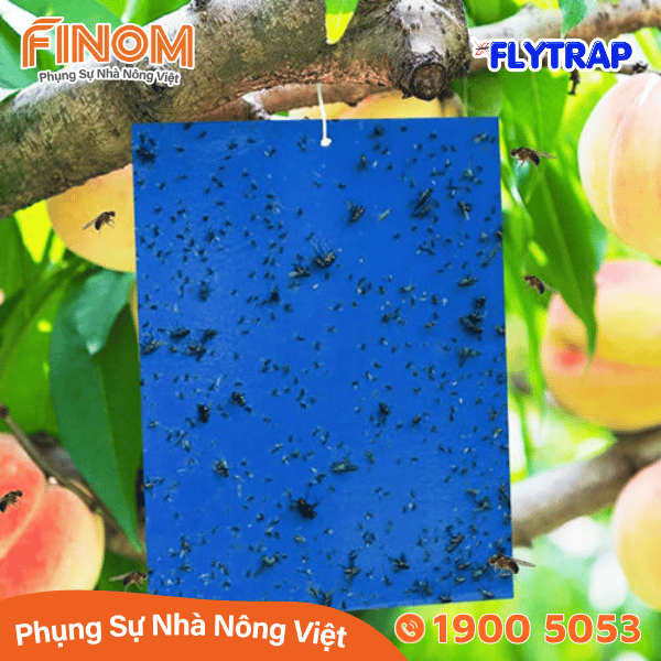 Bẫy dính côn trùng FLYTRAP (dạng tấm)