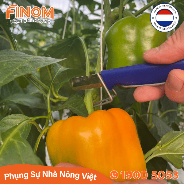 Dao cắt thu hoạch trái Harvest