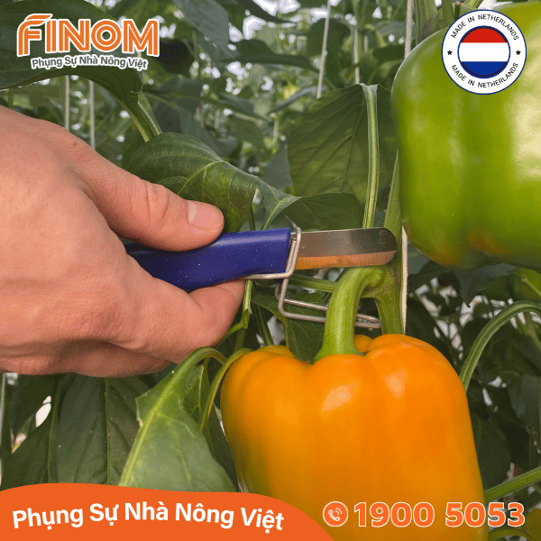 Dao cắt thu hoạch trái Harvest