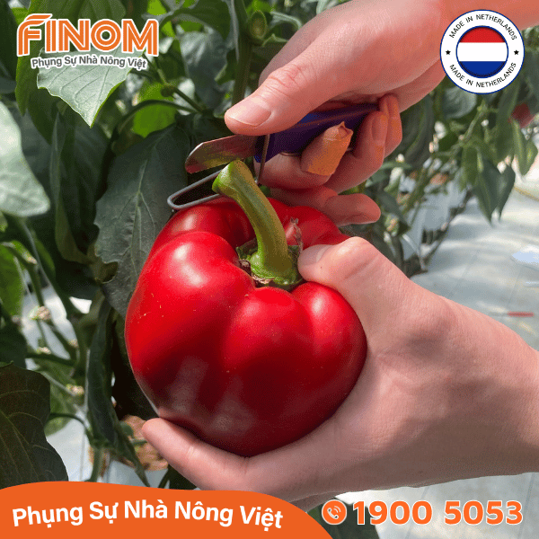 Dao cắt thu hoạch trái Harvest