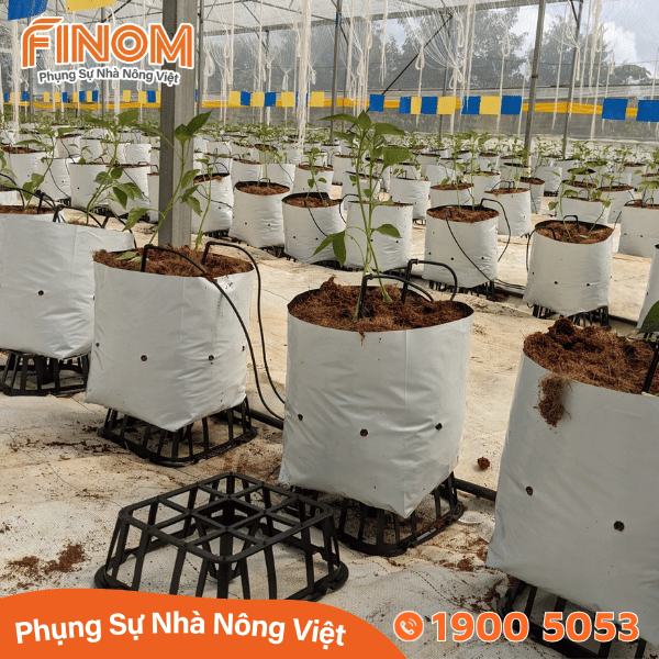 Đế lót túi giá thể F2