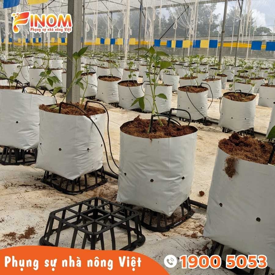 Đế lót túi giá thể F2