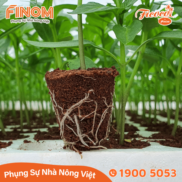 Giá thể xơ dừa ươm cây Coco Boost