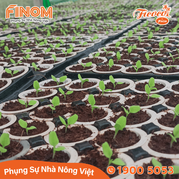 Giá thể xơ dừa ươm cây Coco Boost