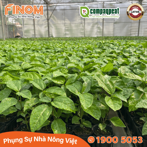 Giá thể ươm cây peat moss QTS