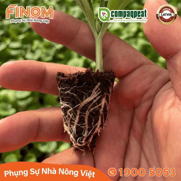 Giá thể ươm cây peat moss QTS