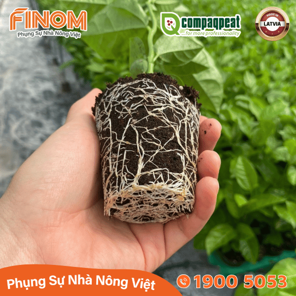 Giá thể ươm cây peat moss QTS