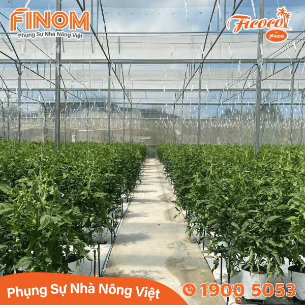 Giá thể xơ dừa xử lý Canxi 70/30