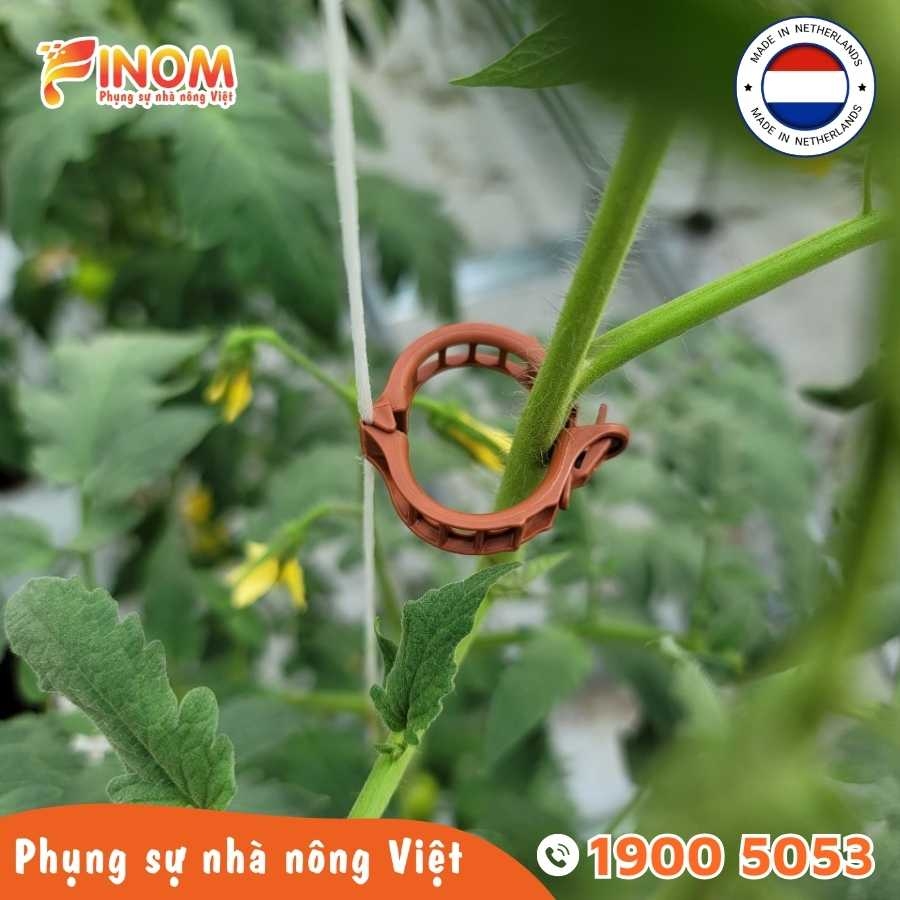 Kẹp tròn giữ thân Hà Lan