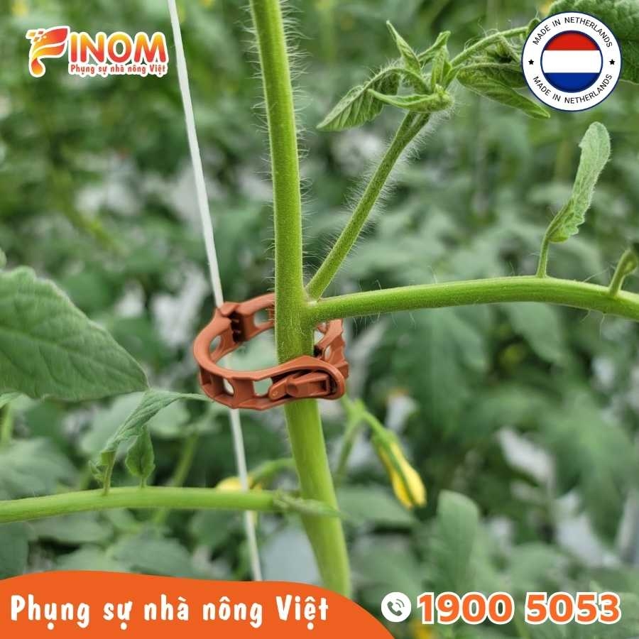 Kẹp tròn giữ thân Hà Lan