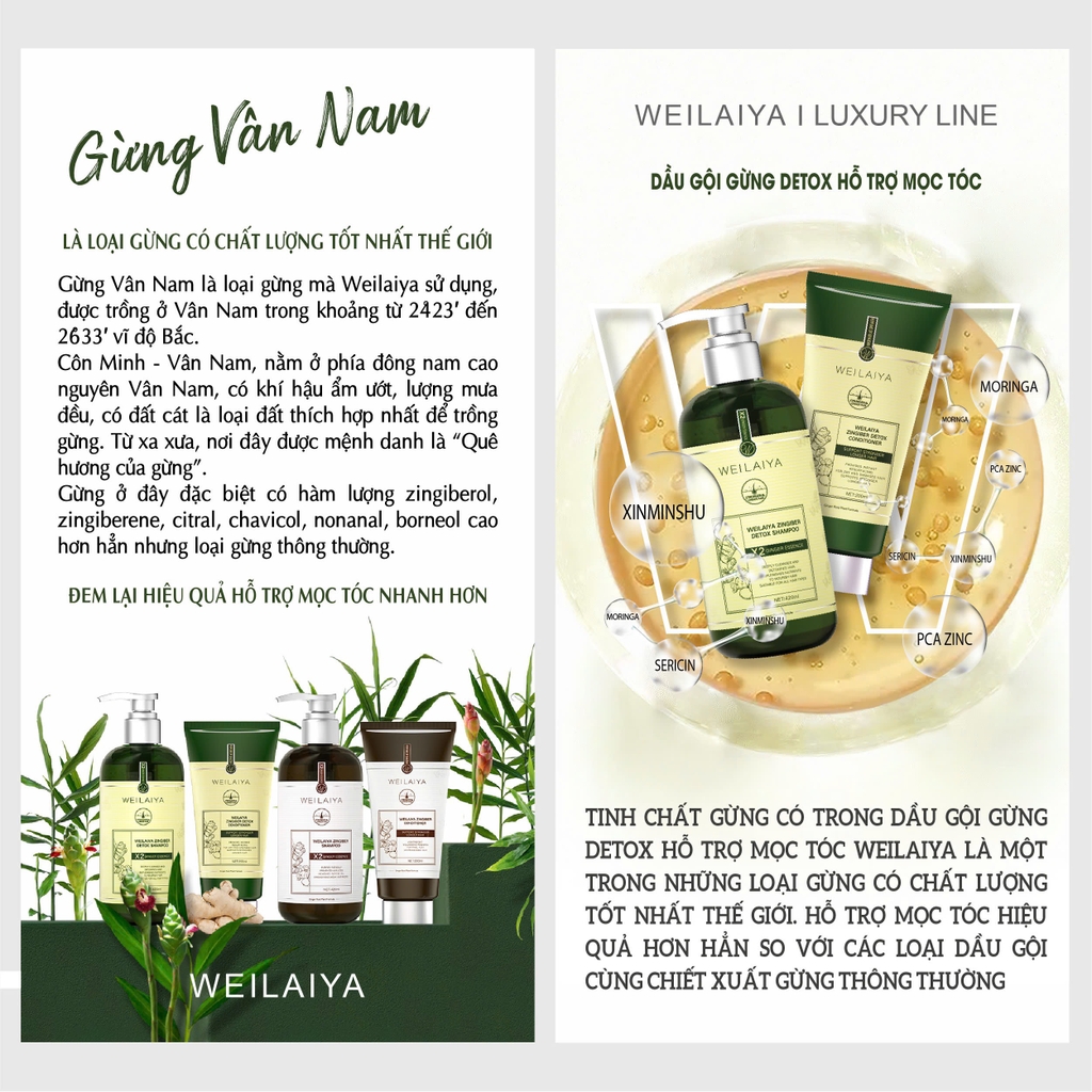 Bộ Dầu Gội Xả Gừng Hỗ Trợ Mọc Tóc Detox Da Đầu 420ml + 200ml - Tặng Kem Massage Da Đầu