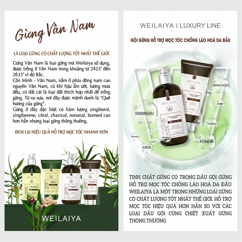 Bộ Dầu Gội Xả Gừng Hỗ Trợ Mọc Tóc Chống Lão Hóa Da Đầu 420ml + 200ml