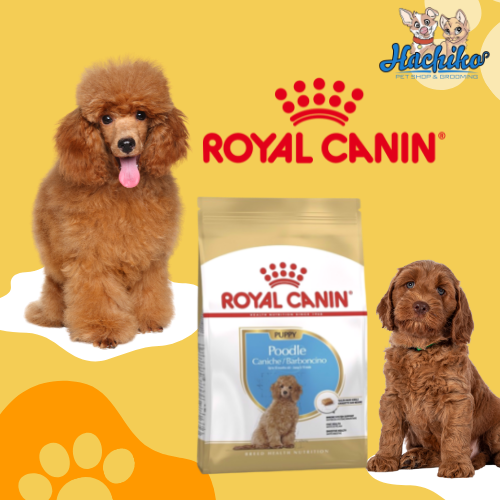 Royal Canin Poodle Puppy 0.5kg - 1.5kg - Thức ăn cho chó con Royal Canin Poodle Puppy 1.5kg từ 2-10 tháng tuổi