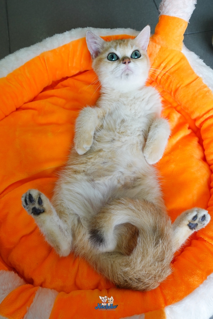 Mèo Anh Lông Ngắn Màu Golden Chân Dài