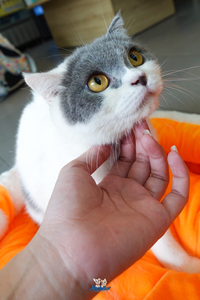 Mèo Anh Lông Ngắn Bicolor ( Bé Gái )