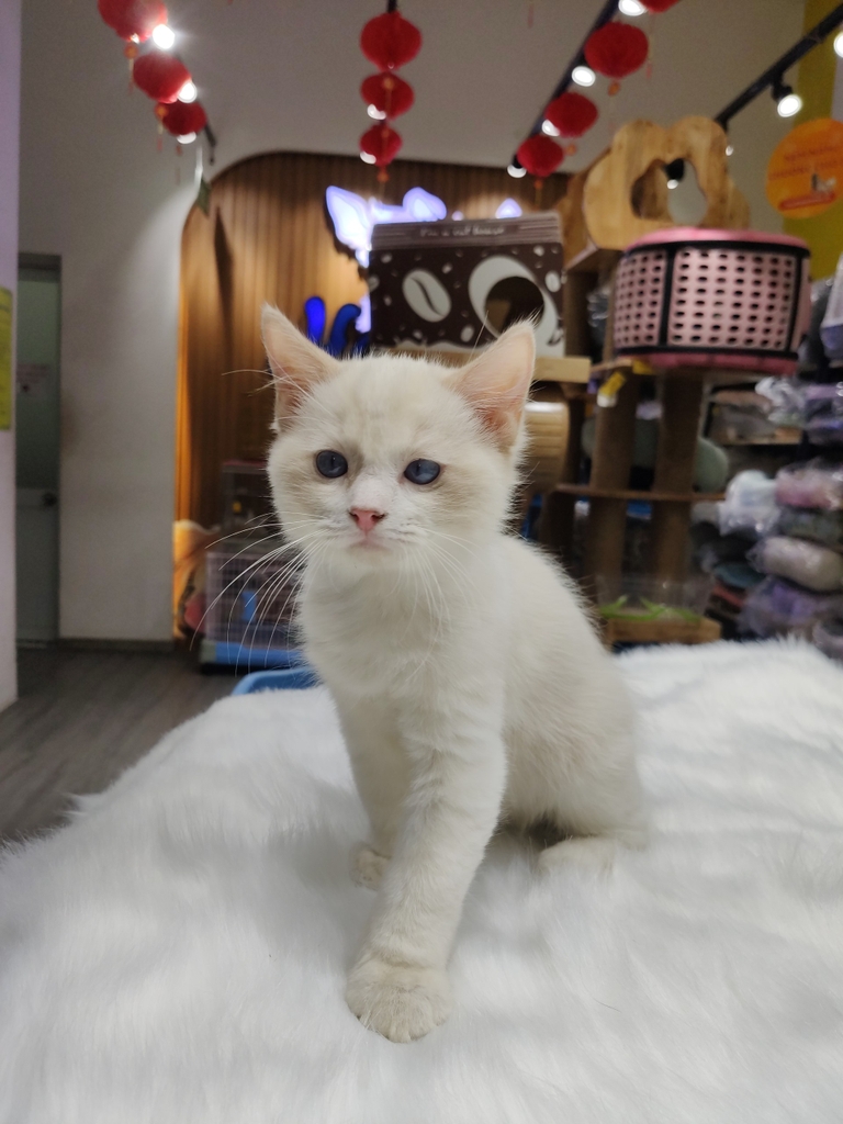 Mèo Ragdoll sinh ngày 12/11/23 - giống Đực  - THÚ CƯNG TÌM CHỦ