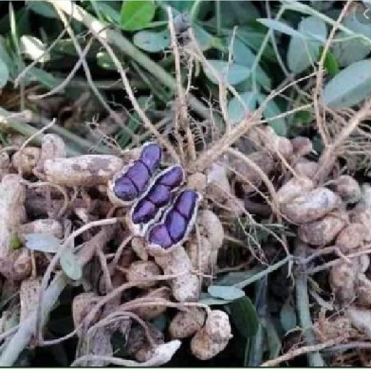 Lạc đen có tác dụng gì? Lạc đen có tác dụng gì?