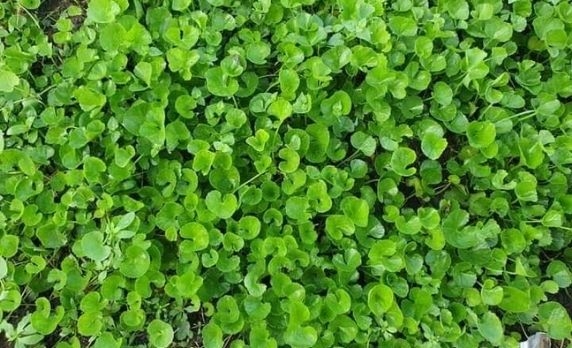 Hạt Giống Rau Má Lá Nhỏ – Vietnamese Pennywort Seeds + Free Gift