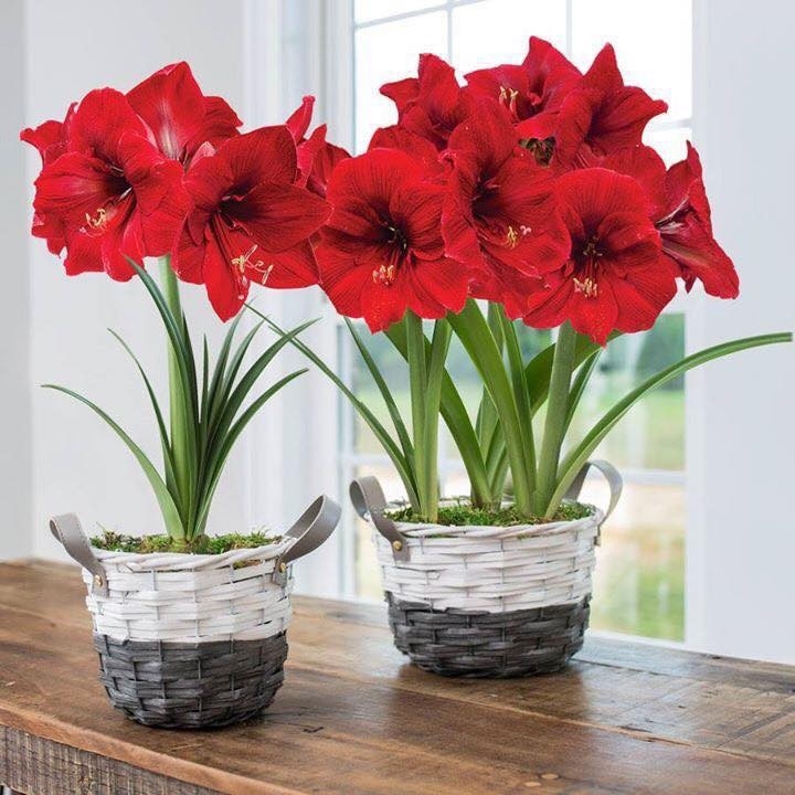 Củ Giống Hoa Huệ Tây Hoa Màu Đỏ Nhung Củ Giống Hoa Huệ Tây Hoa Màu Đỏ Nhung