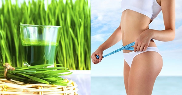 Những giá trị về sức khỏe và sắc đẹp khi uống bột cỏ lúa mì