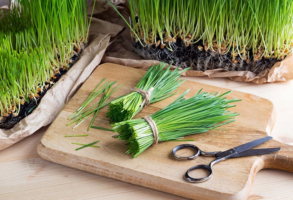 Mẹo chữa đau bụng kinh bằng bột cỏ lúa mì