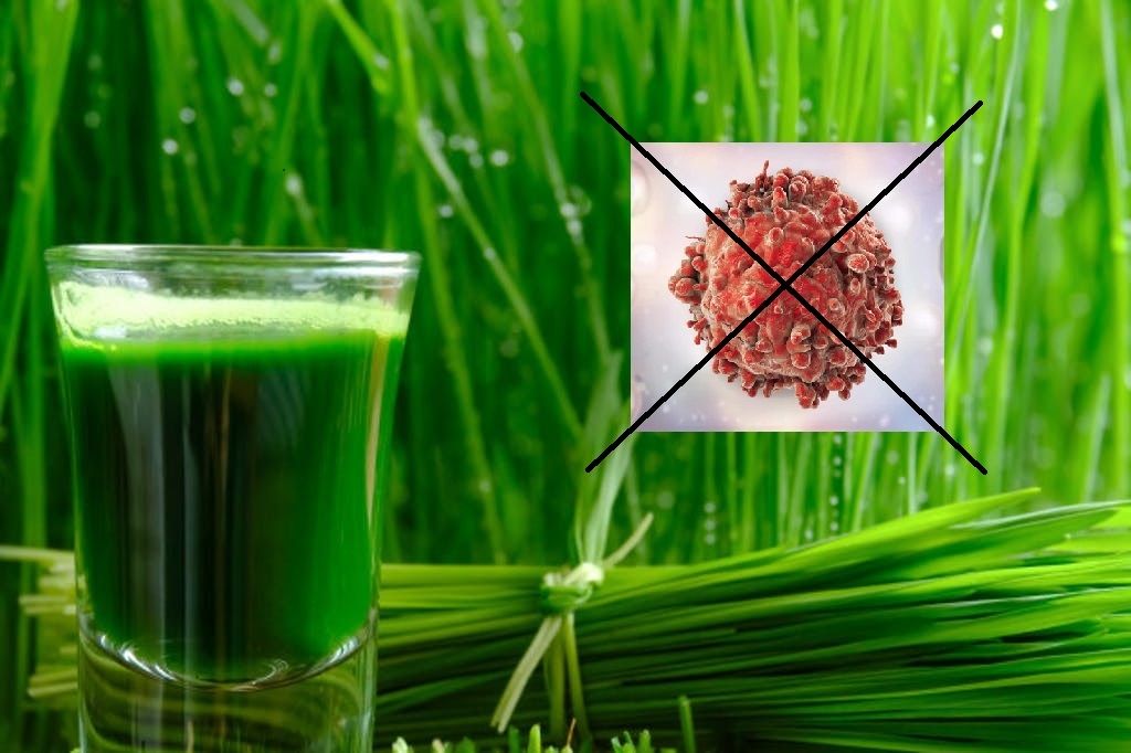 Cỏ lúa mì giúp hỗ trợ điều trị ung thư, vậy sản phẩm Cobamita Powder chứa bột cỏ lúa mì nó có thể điều trị nó có thể điều trị ung thư được không?