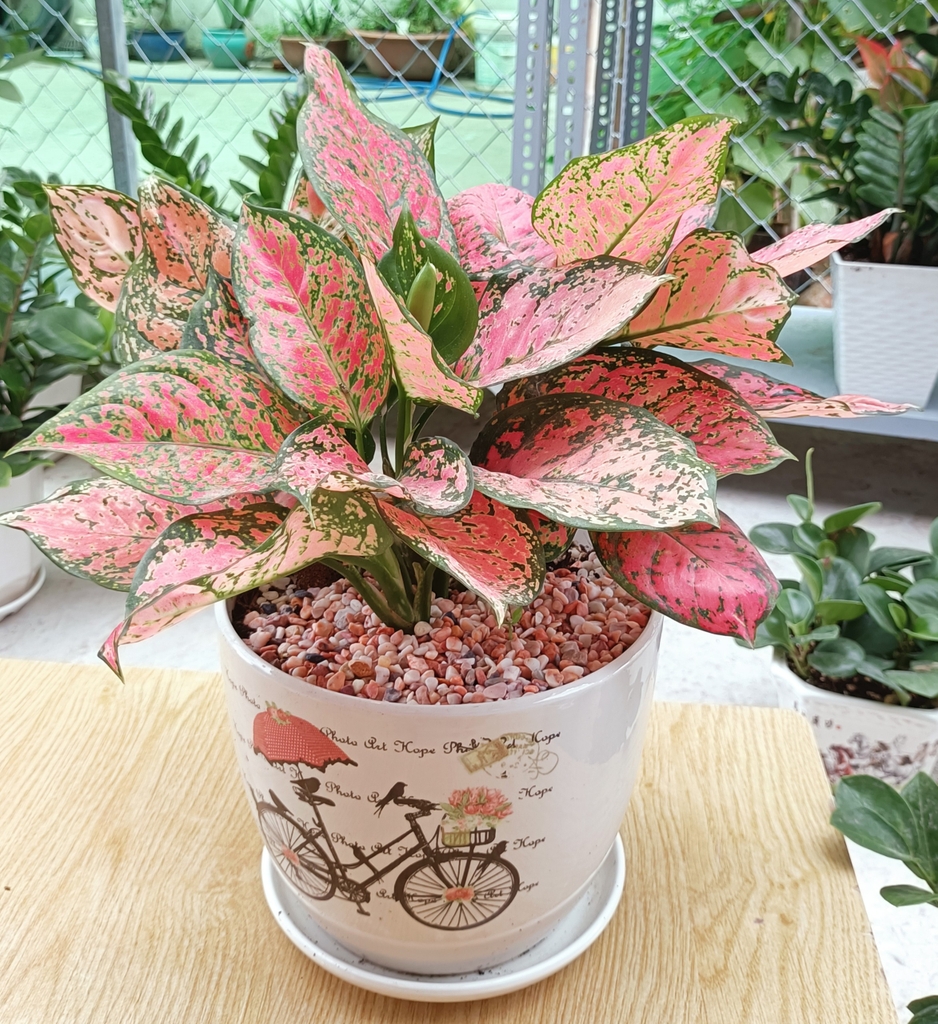 Cây vạn lộc