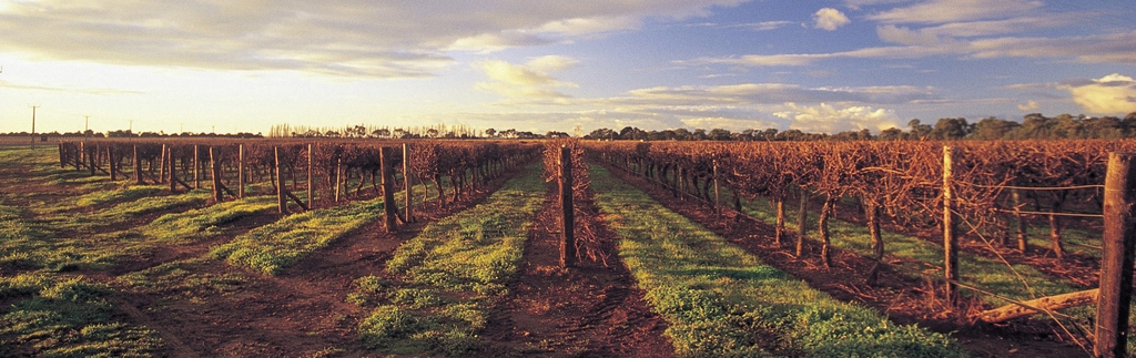 Vùng rượu vang Coonawarra wine cellar saigon