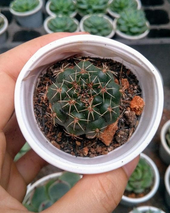 Xương rồng sao
