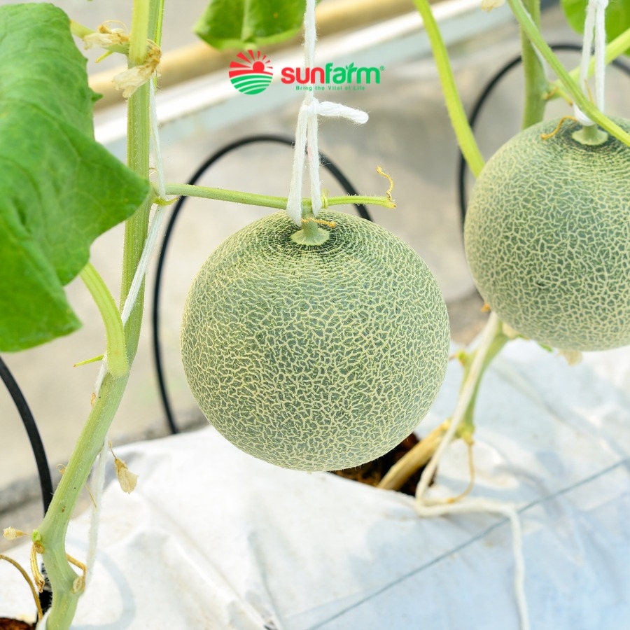 Dưa lưới Queen Cao Cấp Loại 1